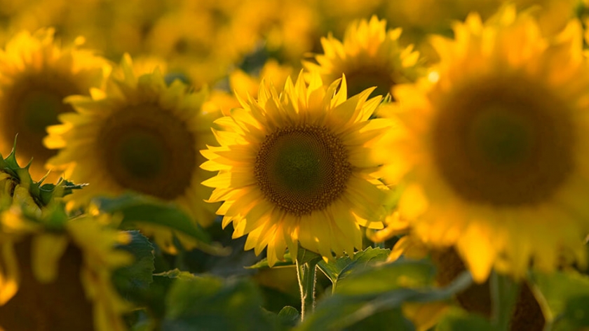 Comenzó la siembra de girasol en la Argentina y sería 6,3% mayor a la del año pasado