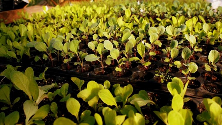 Distribución de semillas Temporada Primavera Verano del programa ProHuerta en Los Llanos Riojanos