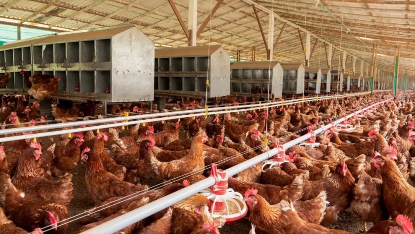 ¿Qué causa un huevo vidrioso en las gallinas ponedoras y problemas en las articulaciones de los pavos?