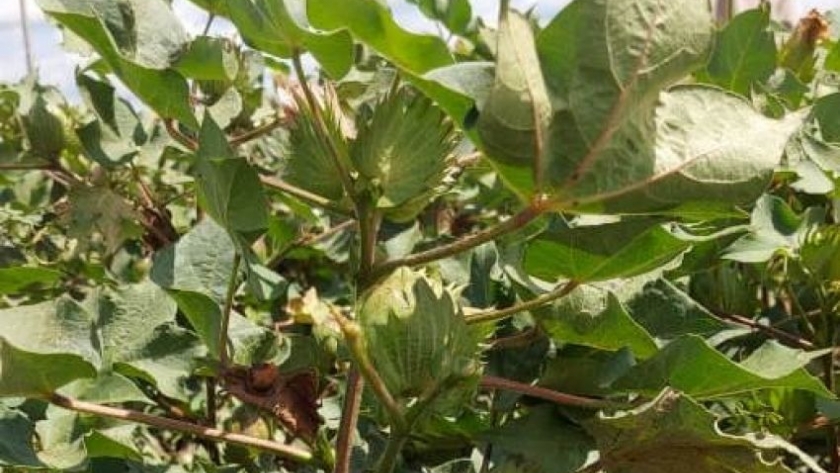 Mejores cultivos: producción realizó inoculaciones en semilleros de algodón
