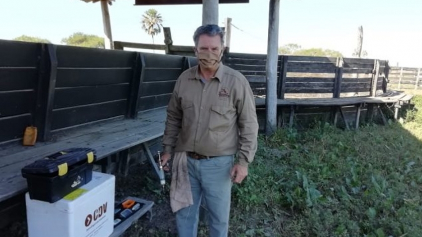 Avanza la vacunación contra la fiebre aftosa y la brucelosis en Chaco y Formosa
