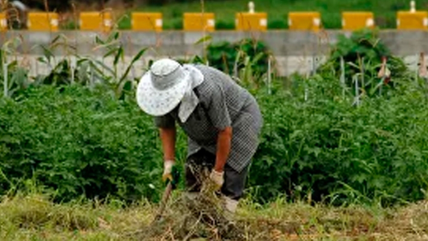 La FAO urge a transformar los sistemas alimentarios en América Latina