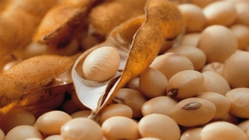 Las importaciones soja de la Unión Europea subieron un 1%