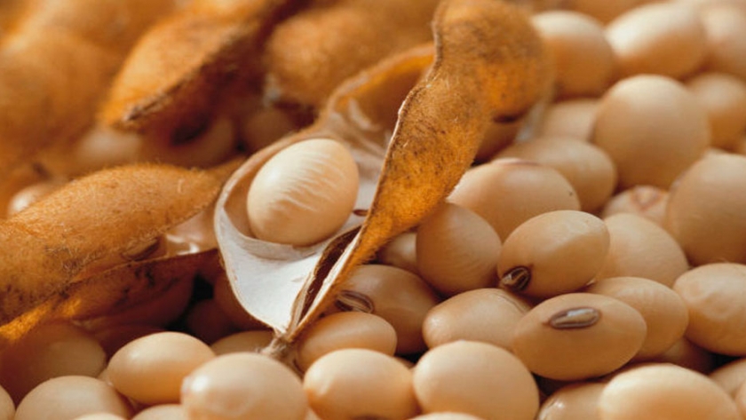 Las importaciones soja de la Unión Europea subieron un 1%