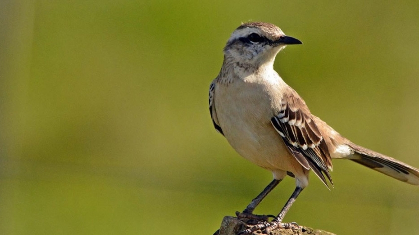 Ambiente liberó las aves rescatadas en operativos