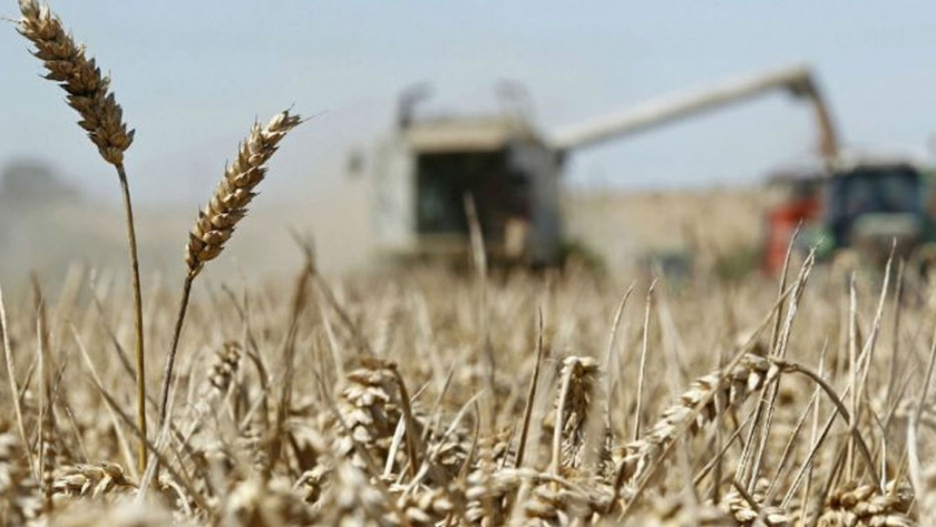Rusia suspende exportaciones de trigo, centeno, cebada y maíz hasta el 1 de julio por pandemia de Covid-19