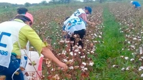Producción sustentable: culminó la primera experiencia chaqueña de siembra y cosecha de algodón agroecológico