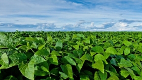 Un doble golpe de bioestimulantes y fertilizantes para que la soja rinda hasta 10% más