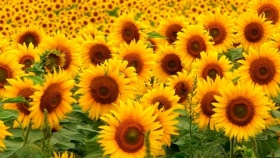 Sequía: la Bolsa de Cereales de Buenos Aires recortó la estimación de producción de girasol