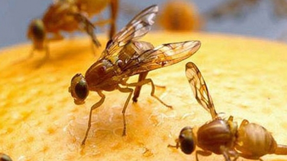 Guía para contrarrestar los efectos de la mosca de los frutos