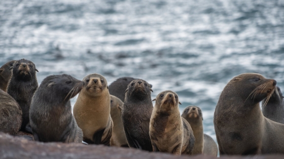 Chubut crea el Parque Provincial Patagonia Azul y protege 295.000 hectáreas de biodiversidad marina