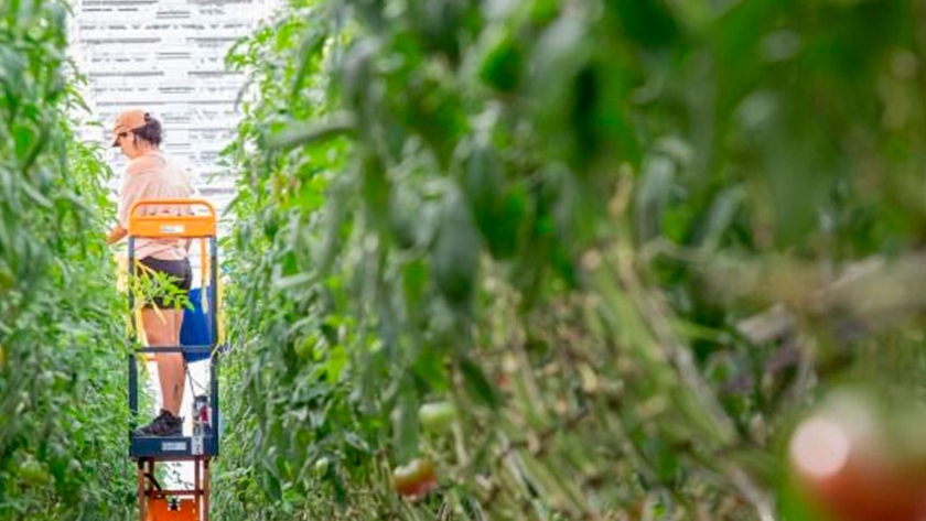El supermercado canadiense que cultiva las verduras y frutas que vende en su techo