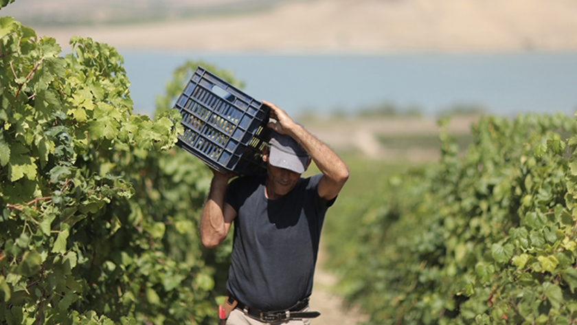 Explore Sicilia: los viñedos orgánicos más grandes de Italia