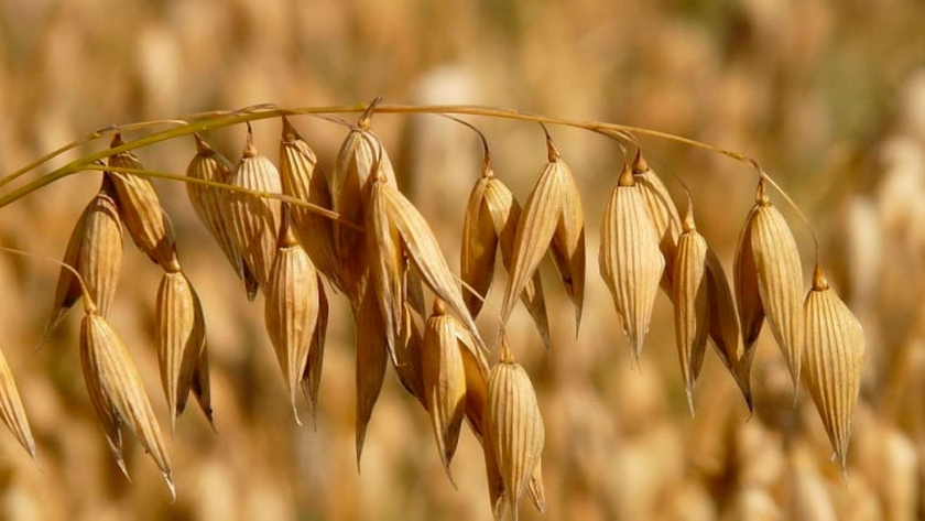 Avenas para grano: una alternativa para la rotación de la región