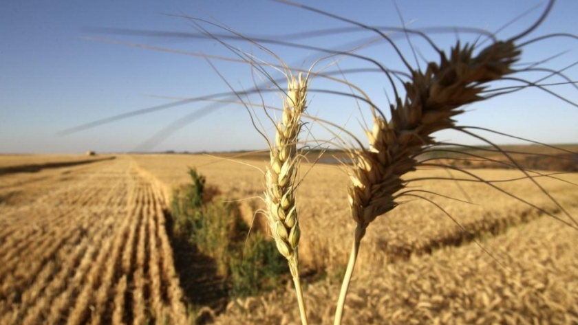Australia aprobó el consumo del trigo HB4 desarrollado en Argentina
