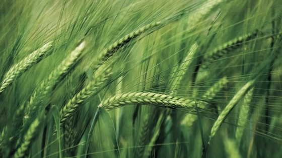 El clima seco impulsa la siembra de trigo y cebada y permite avanzar con la cosecha de soja y maíz