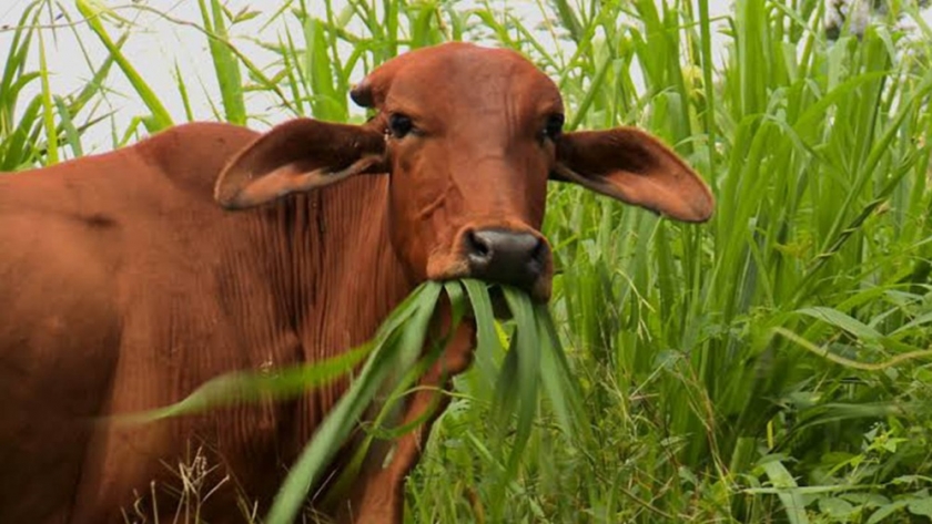 Llega el 5º Seminario Virtual AFoA: Sistemas Foresto Ganaderos ante demandas de huella de carbono en producción de carne. Innovación en trazabilidad