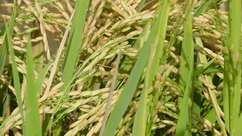 La siembra de arroz en el país no deberá superar las 520.000 hectáreas en 2021