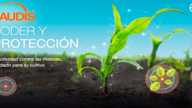 Bayer presenta su nuevo herbicida Laudis, innovación para el control de malezas en el maíz