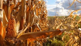El USDA informó que las existencias de maíz y soja a nivel mundial son mayores que las esperadas