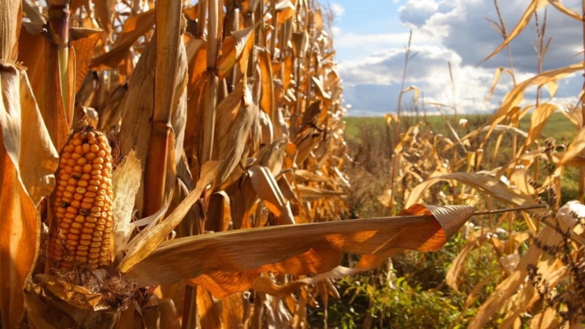 El USDA informó que las existencias de maíz y soja a nivel mundial son mayores que las esperadas