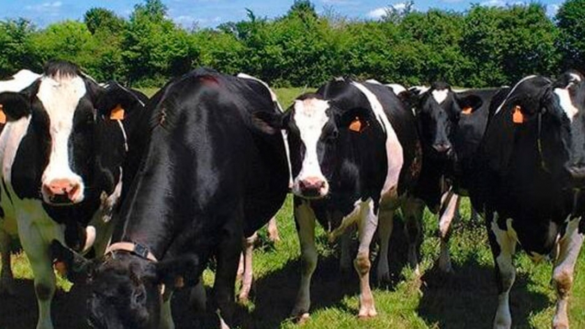 Nestlé estima que para 2021 podría tener los primeros tambos certificados produciendo leche orgánica