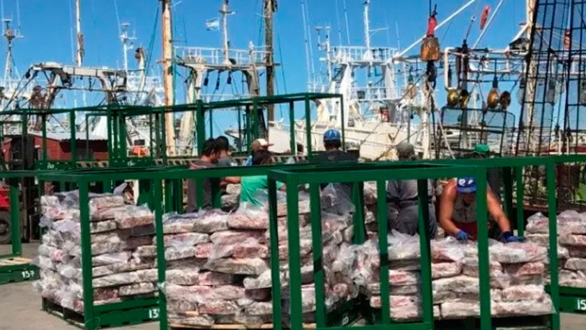 Pesca de calamar: apuntalan la política de mayor empleo en tierra