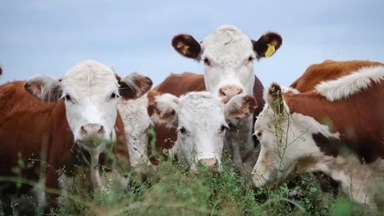 <Efecto sequía: en los primeros nueve meses de 2023 aumentó un 10% la faena de bovinos