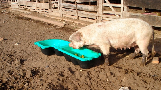 <Comederos y bebederos para porcinos y ovinos de Feed Plast