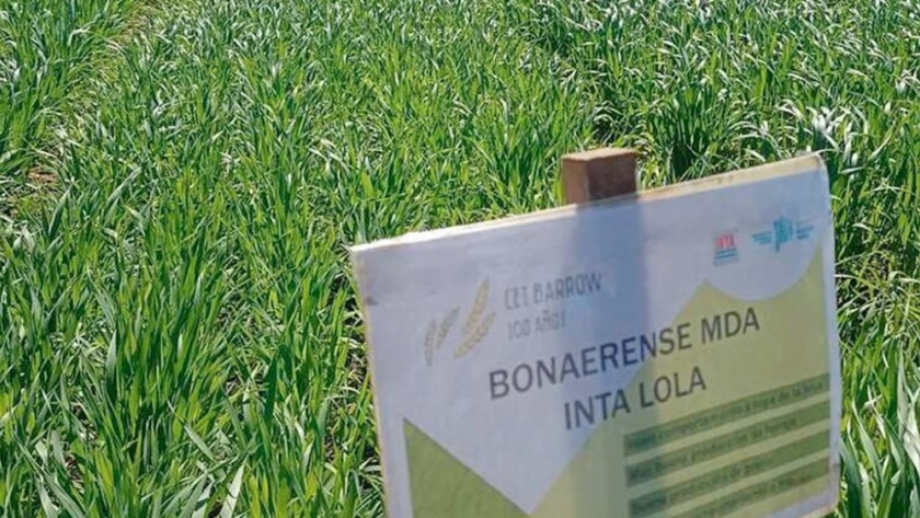 Desarrollo Agrario inscribió dos variedades de avena en el INASE