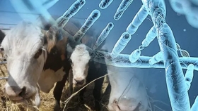 Argentina conquista un nuevo destino para su genética bovina: Panamá abre su mercado al material reproductivo nacional