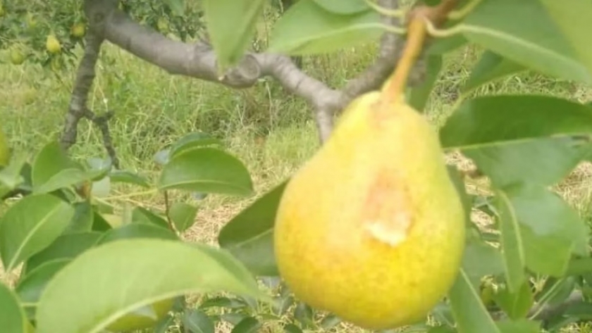 Calculan que hay más de 2700 hectáreas de peras y manzanas impactadas por el granizo en Río Negro