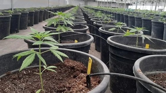 Ciencias Agrarias apuesta a la Maestría en Cannabis