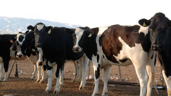 Mejoramiento genético en la lechería argentina