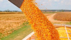 Apertura del mercado chino a la carne argentina: ¿Por qué celebran los exportadores de maíz?