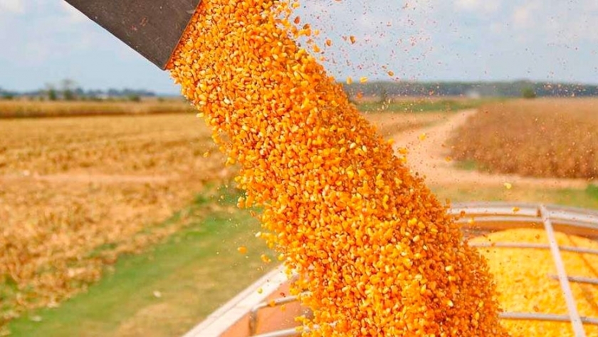 Apertura del mercado chino a la carne argentina: ¿Por qué celebran los exportadores de maíz?