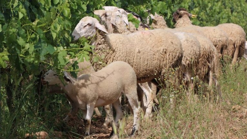 Los ensayos de Édgar Ávila: ¿Será posible reemplazar agroquímicos con ovejas que pasten debajo de parrales y de olivos?