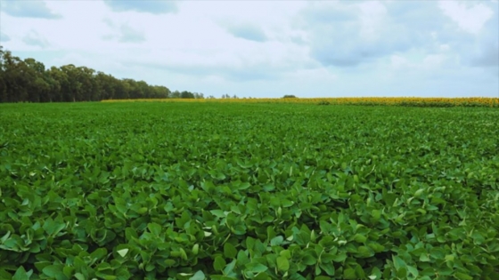 El agro se prepara para una campaña récord impulsada por el fenómeno El Niño