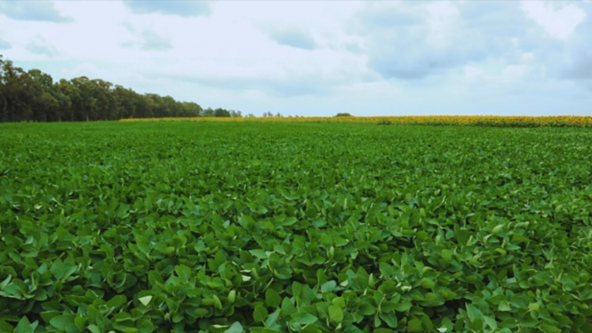 El agro se prepara para una campaña récord impulsada por el fenómeno El Niño
