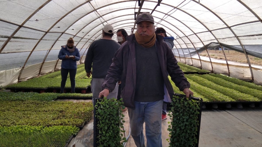 "Huertas Provinciales" entregó 200 plantines