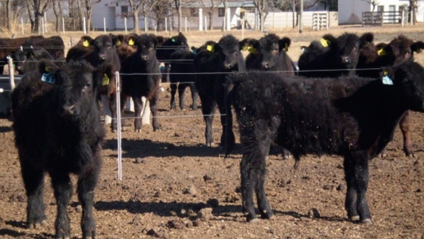 ¿Por qué recriar terneros a corral?