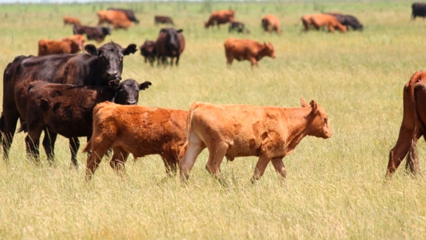 Eliminar la ganadería no es la solución para una mejor gestión ambiental