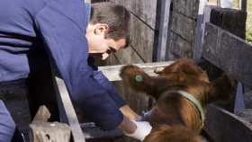 Cómo reacreditarse en programas de sanidad animal del Senasa