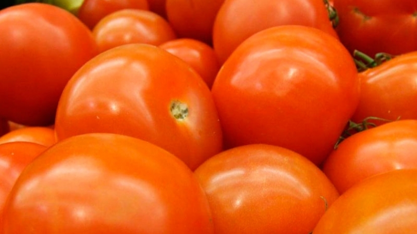 Tomate de industria, Mendoza aportará más de la mitad de la producción nacional