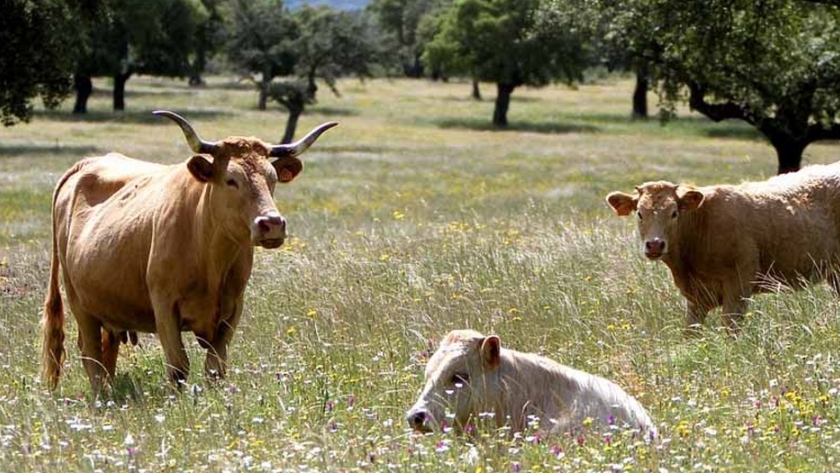 Ganado y tierras de cultivo podrían ayudar a salvar el planeta
