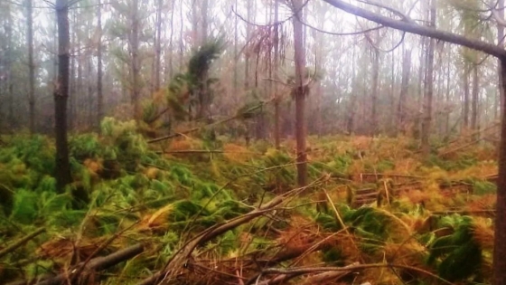 Cordillera: Provincia realiza el manejo de forestaciones de pino en Puerto Patriada