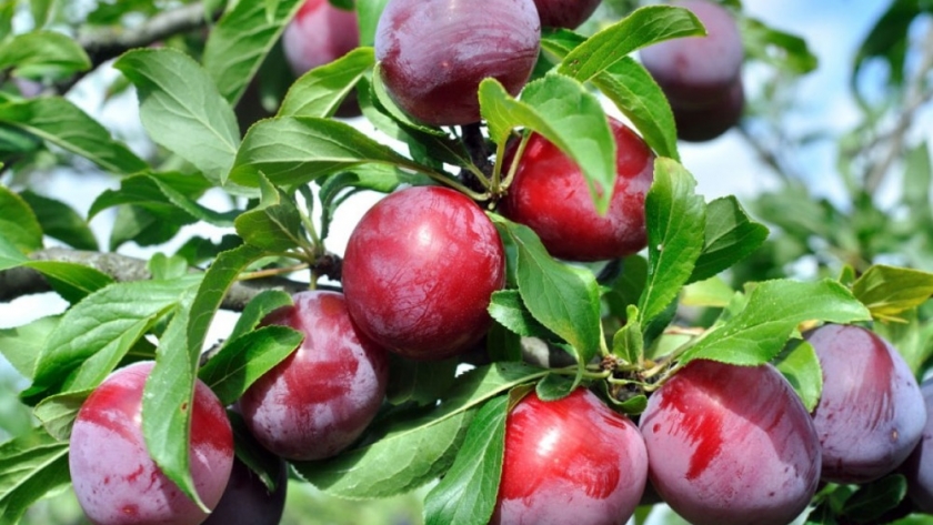 Mendoza ajusta a la baja el pronóstico de ciruela para industria y prevé una cosecha de casi 73 mil toneladas