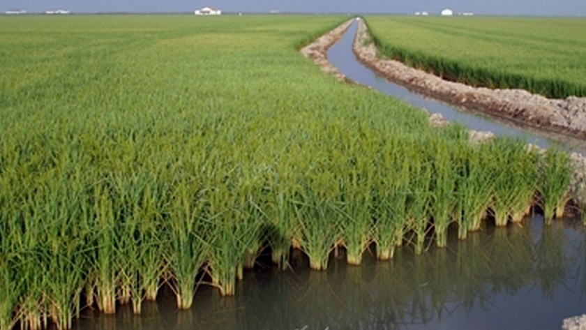los científicos identifican la proteína que aumenta el rendimiento del arroz en un cincuenta por ciento