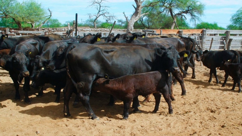 Estrategias de manejo para mejorar la eficiencia reproductiva