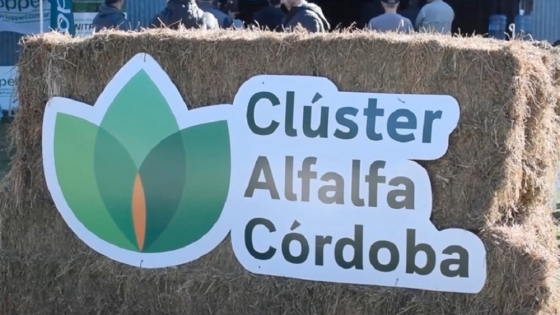Alfalfa 2.0: el salto tecnológico que reposiciona al cultivo en el centro-norte de córdoba